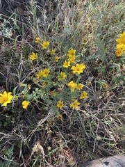 Bidens laevis
