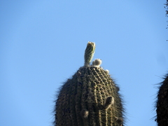 Trichocereus atacamensis
