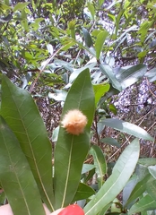 Neuroterus laurifoliae