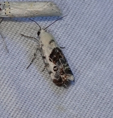 Ponometia phecolisca