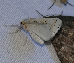 Philtraea paucimacula