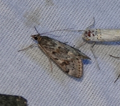 Loxostege allectalis