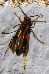 Polistes metricus