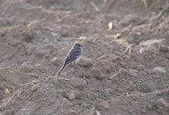 Motacilla alba yarrellii