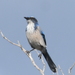 Belding's Scrub-Jay - Photo (c) Cristian A. D. Meling L., some rights reserved (CC BY-NC-SA), uploaded by Cristian A. D. Meling L.