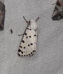 Grotella binda