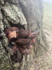 Fistulina hepatica