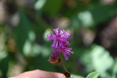 Vernonia glauca