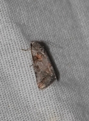 Aleptina inca