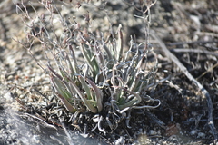 Dudleya abramsii
