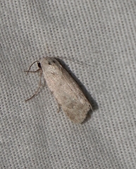 Leucocnemis perfundis