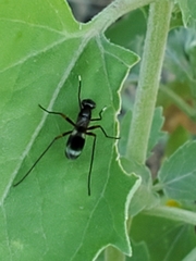 Taeniaptera trivittata