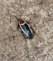 Pseudomops septentrionalis