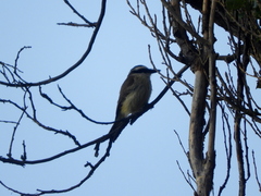 Pitangus sulphuratus