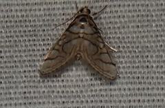 Pseudopyrausta santatalis