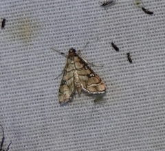 Hileithia magualis
