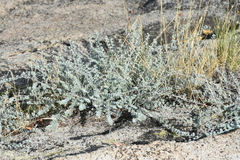 Acmispon argophyllus