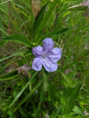 Ruellia caroliniensis