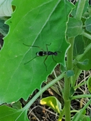 Taeniaptera trivittata