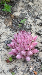 Hyobanche robusta