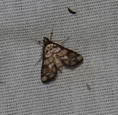 Hileithia magualis