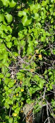 Prunus ilicifolia