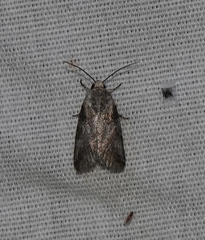 Aleptina