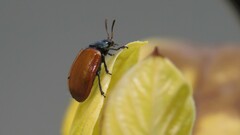 Plagiodera erythroptera