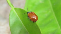 Plagiodera erythroptera