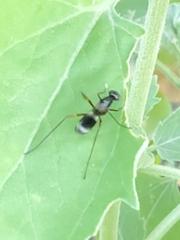 Taeniaptera trivittata