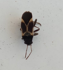 Ochrimnus cinctipennis