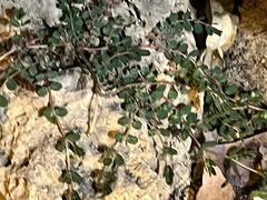 Euphorbia prostrata