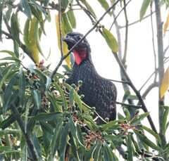 Penelope superciliaris