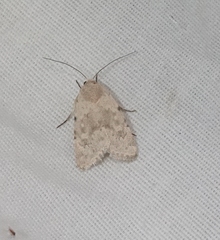 Leucocnemis perfundis