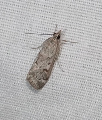 Loxostege allectalis