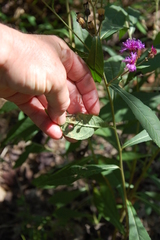 Vernonia glauca