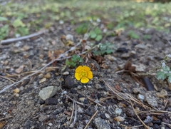Ranunculus