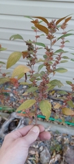 Acalypha
