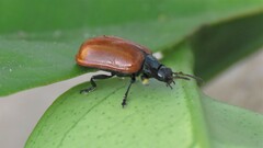Plagiodera erythroptera