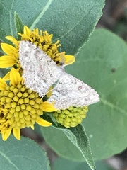 Cyclophora nanaria