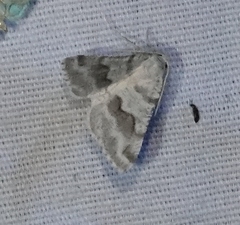 Macaria pallipennata