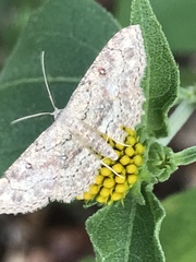 Cyclophora nanaria