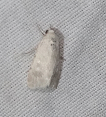 Leucocnemis perfundis