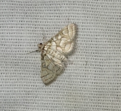 Pseudopyrausta santatalis