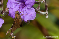 Asbolis capucinus