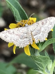 Cyclophora nanaria