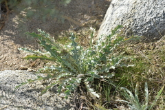 Cirsium neomexicanum