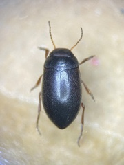 Hydroporus submuticus