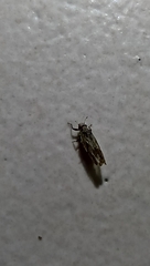 Diaphorina citri