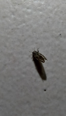 Diaphorina citri